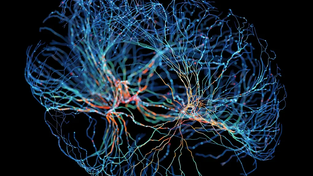 Scientists finally identified the brain cells that make people unique